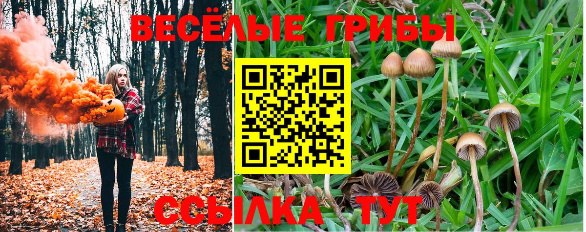 Псилоцибиновые грибы Psilocybe Ковров